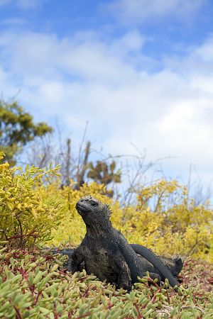 Dragon Hill, Santa Cruz Island, Galapagos 022.jpg